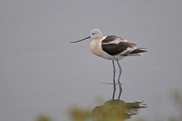 American Avocets