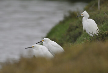 Egret Fishing in the Water