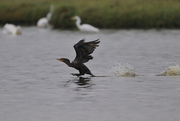 Double-crested Cormorants