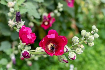 Closeup of a bee on a pink Mallow flower blossom outdoors
