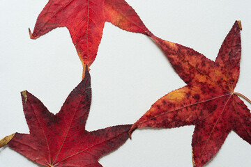 sweet gum autumn foliage arranged on blank paper