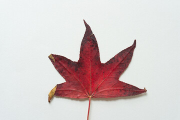 grungy Liquidambar styraciflua or sweet gum leaf isolated on blank paper
