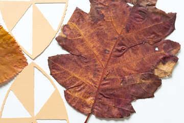 paper shapes and leaves (oak leaf close up)