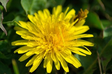 Closeup shot of a yellow dandelion