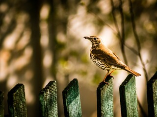 Closeup shot of a song thrush perched on a fence
