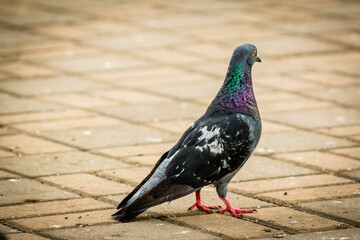 Closeup shot of a pigeon walking on the stone ground