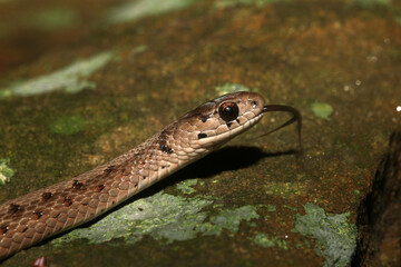 Close-up of the head of a Dekay's Brown Snake (Storeria dekayi) sticking out its tongue.  This small, harmless snake from North America feeds on worms, snails, and other invertebrates. 