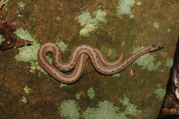 Looking down on a Dekay's Brown Snake (Storeria dekayi) curled on a mossy rock in a forest. 