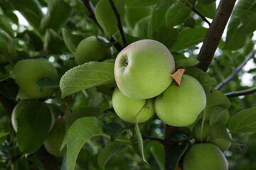 Apples and leaves on tree branches in garden, low angle view