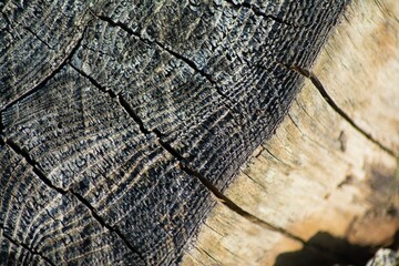 Close-up of a wooden fence plank