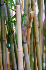 Bamboo forest close up at Botanical Gardens in Golden Gate Park, San Francisco 