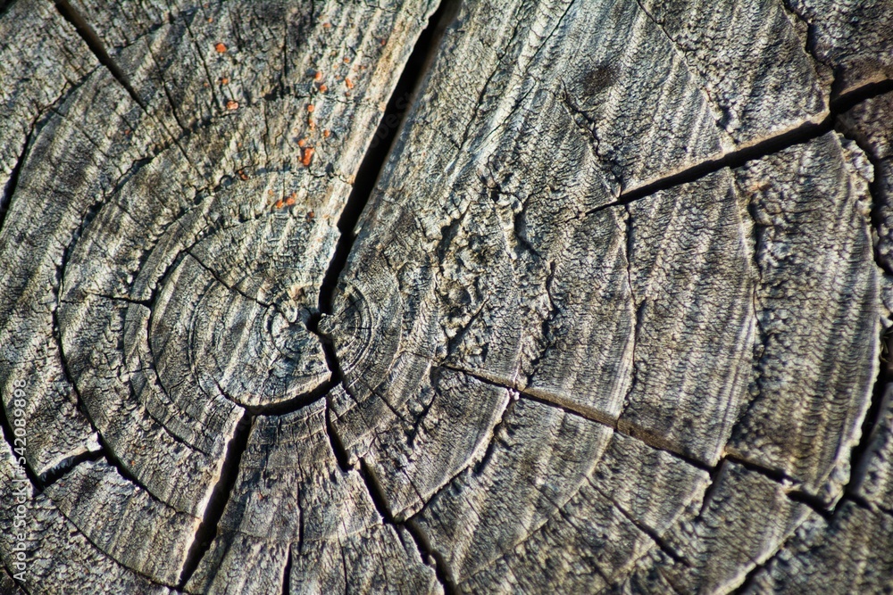 Poster close up of a dired-out tree log with cracks