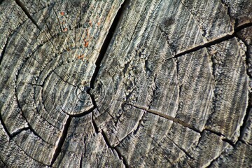 Close up of a dired-out tree log with cracks