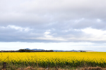 yellow rapeseed field and sky