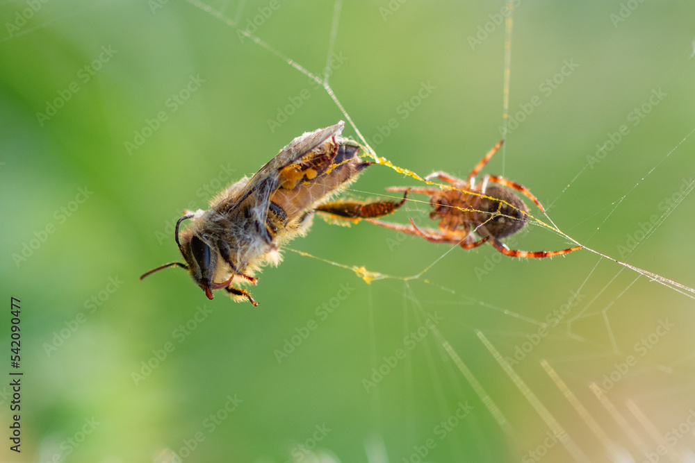 Wall mural a bee dead while stuck and trapped in a spider web with bokeh background