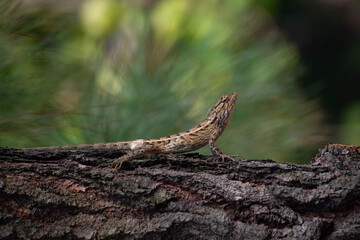 An oriental garden lizard Calotes versicolor camouflaging on a pine tree 