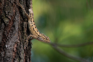 An oriental garden lizard Calotes versicolor camouflaging on a pine tree 