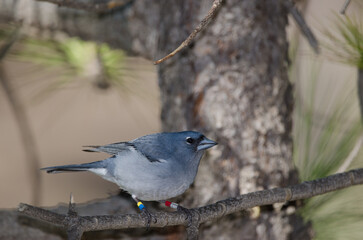 Gran Canaria blue chaffinch Fringilla polatzeki. Adult male ringed. Pajonales. Natural Reserve of Inagua. Tejeda. Gran Canaria. Canary Islands. Spain.