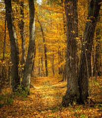 Maple trees covered in yellow leaves in autumn