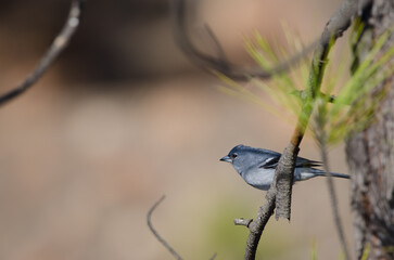 Gran Canaria blue chaffinch Fringilla polatzeki. Adult male ringed. Pajonales. Natural Reserve of Inagua. Tejeda. Gran Canaria. Canary Islands. Spain.