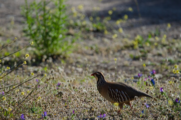 Red-legged partridge Alectoris rufa. Pajonales. Integral Natural Reserve of Inagua. Tejeda. Gran Canaria. Canary Islands. Spain.