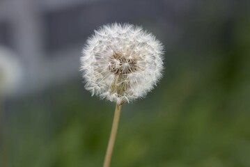 Closeup shot of the dandelion
