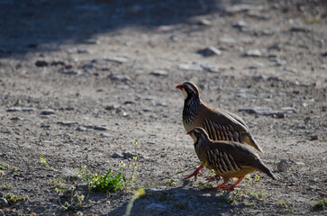 Pair of red-legged partridges Alectoris rufa. Pajonales. Integral Natural Reserve of Inagua. Tejeda. Gran Canaria. Canary Islands. Spain.