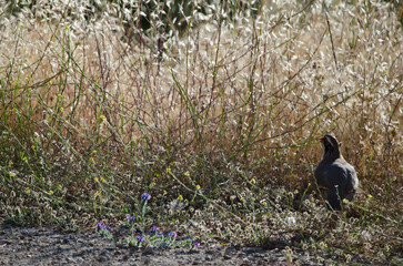 Red-legged partridge Alectoris rufa calling. Pajonales. Integral Natural Reserve of Inagua. Tejeda. Gran Canaria. Canary Islands. Spain.