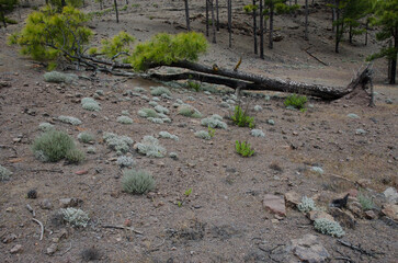 Canary Island pine Pinus canariensis fallen but alive. Las Brujas Mountain. Natural Reserve of Inagua. Tejeda. Gran Canaria. Canary Islands. Spain.