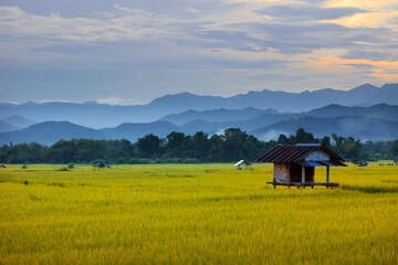 view of blond rice field  and mountains range in thailand