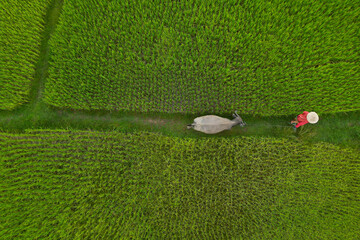 Aerial view of rice worker with a buffalo walking  in green rice field