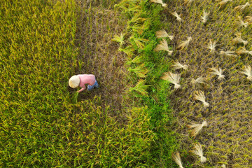 aerial view of rice worker ,harvesting  in rice field