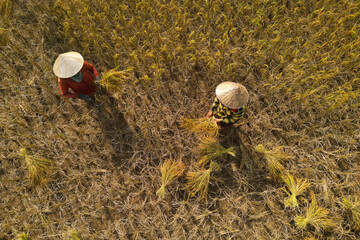 aerial view of rice worker ,harvesting  in rice field