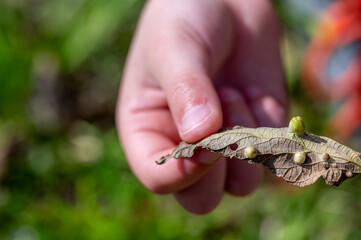 Hand holding a leaf with gall parasites on it.