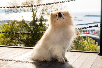 Dog Pomeranian spitz