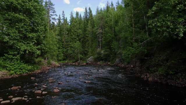 Low angle view flyover scenic river deep in the forest. Rocks are scattered in the water. Gray boulders tanned by brownification, tall pines and deciduous trees along the riverbed. Swedish nature