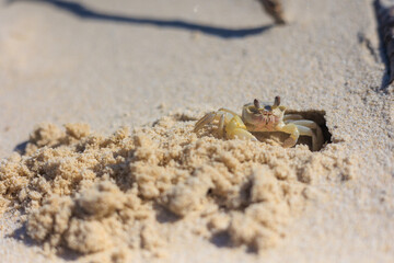 砂ガニが砂から顔を覗かせている様子