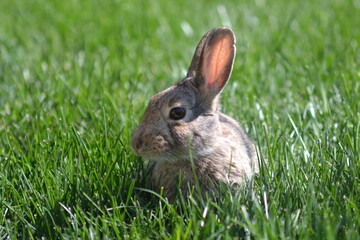 Fototapeta premium rabbit in the grass