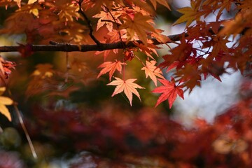 光を浴びて輝くモミジの紅葉＠神戸、兵庫