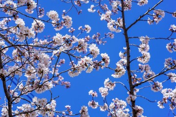 青空バックに見上げる満開のソメイヨシノ桜