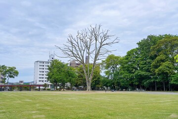 特徴的な形の木のある広い芝生公園の情景＠富山