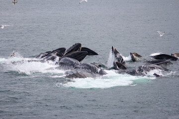 Fototapeta premium View of the mouths of humpback whales while bubble feeding in Alaskan waters