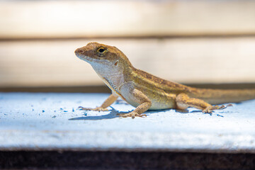 Anole lizard