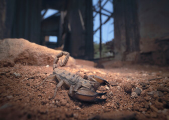 A scorpion on dirt substrate inside derelict remains of a building