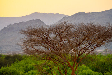 sunrise in the mountains