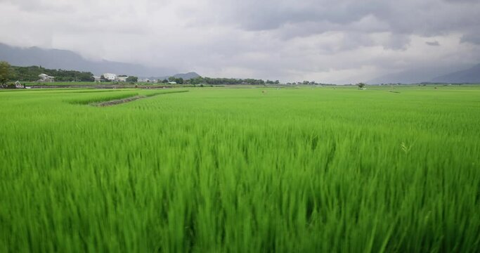 Paddy rice field in Yuli of Taiwan