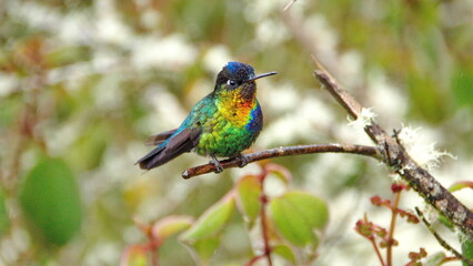 Fiery-throated hummingbird (Panterpe insignis) perched on a twig in the bushes, at the high...