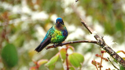 Fiery-throated hummingbird (Panterpe insignis) perched on a twig in the bushes, at the high altitude Paraiso Quetzal Lodge, outside of San Jose, Costa Rica