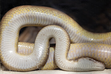 Belly scales of Australian Children's Python