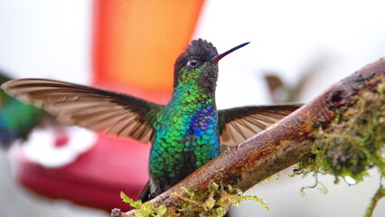 Fiery-throated hummingbird (Panterpe insignis) perched on a mossy branch with its wings extended at...